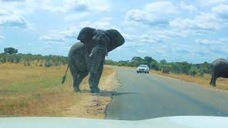 Elephant Crossing The Road Stops and Say Hello | Kruger Park Sightings