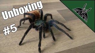 Unboxing 5 - Chromatopelma cyaneopubescens (Green bottle blue GBB)