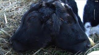 OMG! Two-headed calf is born