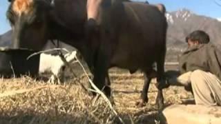 Livestock Emergency Preparedness Training by Solve Agri Dairy Institute™, Pakistan