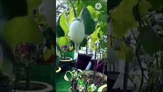 Trying My Favorite egg plant | Egg plant.