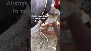 “Kicking cattle safe gentle restraining “for vet examination procedures