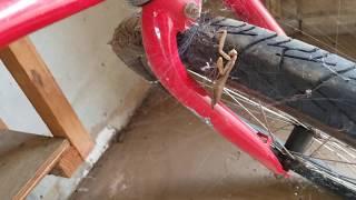 Praying Mantis vs. Spider