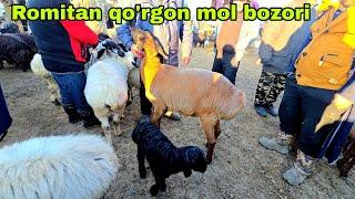 Romitan qo'rgon mol bozori qo'y va qo'zilar narxlari 9 января 2025 г.