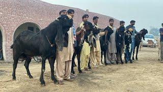 World Biggest Beetal Bakra Farm ll Beetal Goats of Dr. Farukh Bashir Bhatti sb, Yasir Doggar Sb