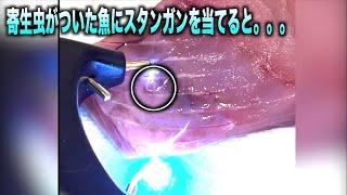 寄生虫がいる魚の身に電流を流すと。。。#shorts