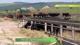 Marpod Angus