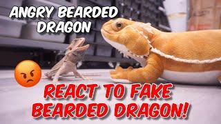 My Bearded Dragon React To A Fake Bearded Dragon! ANGRY BEARDIES!!