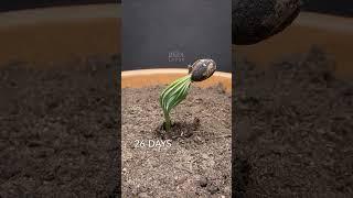 300 Days in 36 seconds - Stone Pine Time-lapse