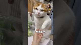 Why Cats HATE Paw Touches! 