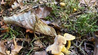 Les girolles en manque d eau ..