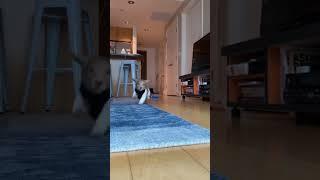 December 17, 2021 #dogs #funny