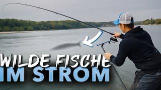 Was beißt in der starken Strömung? Auf Rhein MONSTER mit@feederfun 