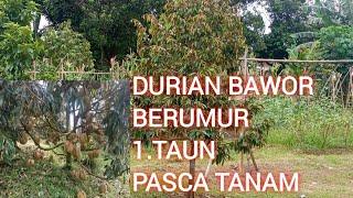 POHON DURIAN BARU BERUMUR 1 TAUN PASCA TANAM