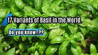 17 Variants of Basil in the World.