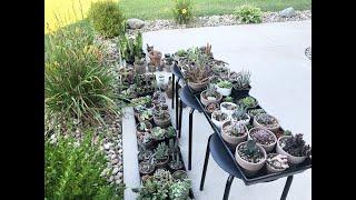 Succulent Maintainence Tips and Update on Succulents in Front of the House