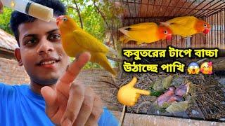 কবুতরের ঘরে এটা কি পাখির বাচ্চা  ফুটেছে     || Sahin Showkat.