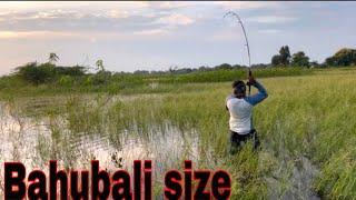 How To Catch Snake Head Fish | Machhli Pakadne ka Sabse Asaan Tareka | Big Fish Catching Videos