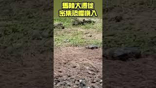 馬陸大遷徙 密集恐懼慎入 #雪霸休閒農場 #馬陸 #密集恐懼