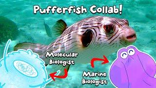 Why Doesn't Tetrodotoxin Kill Pufferfish? ft. @OctopusLady