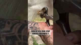 Horse’s Chestnut needs a trim! #horse #farrier #oddlysatisfying #asmr #animal #horsecare #hooves