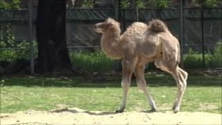 2 week old baby Camel gets acclimated to his new surroundings