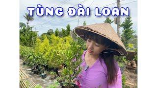 Cây giống tùng Đài Loan | 0386569374 - Ngọc Ngân Bến Tre | Chuyên cây độc lạ