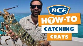 How to Find (AND CATCH) the Tropical Rock Lobster! (BIG Crays!)