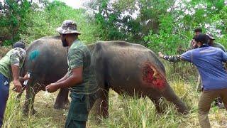 Guardians of the Wild :  The Heroes Who Saved an Injured Baby Elephant.