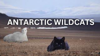 Invasive Cats in the Antarctic Turbo-Evolving