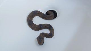 SNAKE IN BATHTUB!