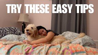 how to wash your dog at home | easy tips