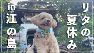 【Vlog】犬連れで江ノ島観光！初めての海に大興奮w