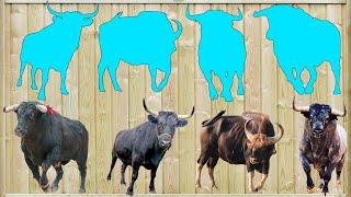 CUTE ANIMALS Bulls Heca, Gaur, Taurus, Iberian 귀여운 동물 황소