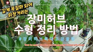 목질화된 장미허브 깔끔하게 수형 정리하는 법_How to make wooden and staggering Vicksplant shape