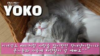 [애묘인 필수영상]고양이 종류별 성격차이 총정리!!