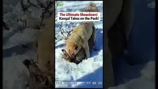 #animals #wildlife #dog #wolf