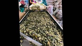 Aldera Turkish Bay Leaves Factory and Exporter we export  more than 20 countries