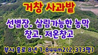 [148] 거창땅 거창사과밭 선별장. 살림가능한 농막. 창고. 저온창고. 부사. 홍로 8년 7,844m2(2,373평)