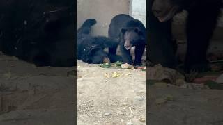 Wao bear pair playing game#zoo #babybird #cute #morga