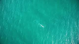 Ocean Swimming - Aerial Footage - Free HD Stock Footage - No Copyright -