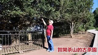 賀開古茶園，大時代普洱壺藝蘇彥龍老闆親訪