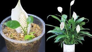  Peace Lily Grown At Home, How To Grow Peace Lily Water With Onions