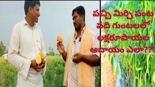 Cultivation Techniques of Mirchi/Chilli/Mirchi/Huge Profit with Green Chilli Cultivation@Jhanu Views