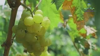 TARSUS BEYAZI GRAPE