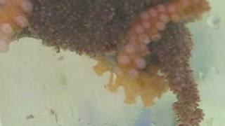 Octopus With Hatching Eggs In Lab