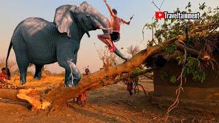 Elephants Wreak Havoc & Hippo Invasion! Mwanya, Eastern Province, Zambia | Traveltainment"