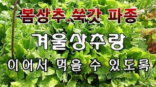 [텃밭농부.980]  봄상추, 쑥갓을 겨울상추랑 이어서 먹을 수 있도록 파종하는 방법