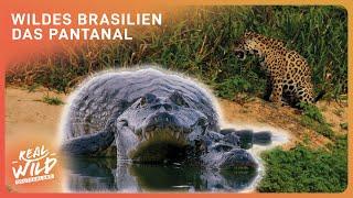 Tierdoku: Fressen oder gefressen werden in Brasilien | Real Wild Deutschland