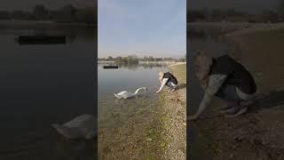 swan #shorts#youtubeshorts